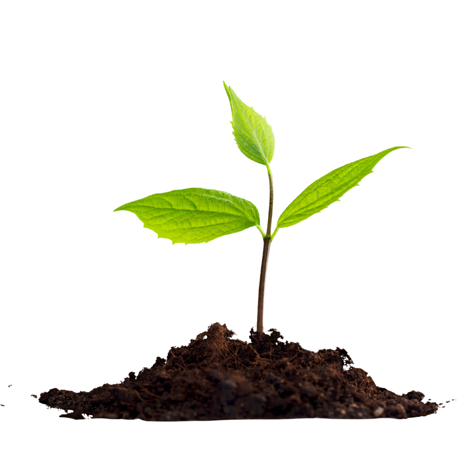 Young green plant seedling with fresh leaves growing from dark soil against white background